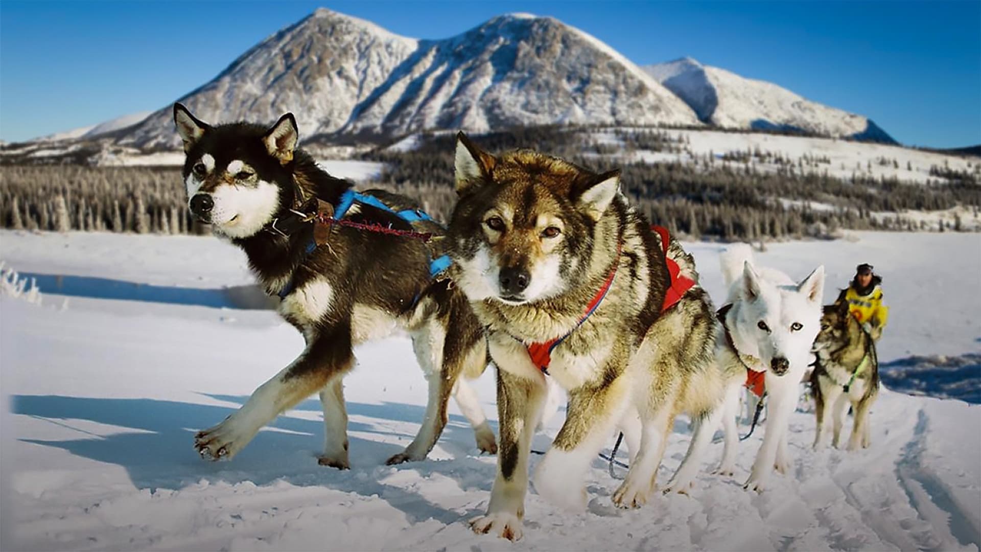 Из племени гончих псов